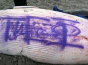 Broma macabra: Pintan graffiti cadáver ballena varada