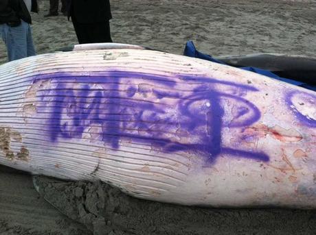 ballena varada pintada graffiti