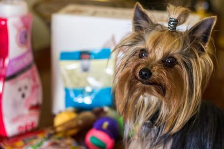 Pet Secret: Un gran descubrimiento para nuestras mascotas