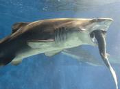 Tiburón conmociona personal acuario tragando... otro tiburón