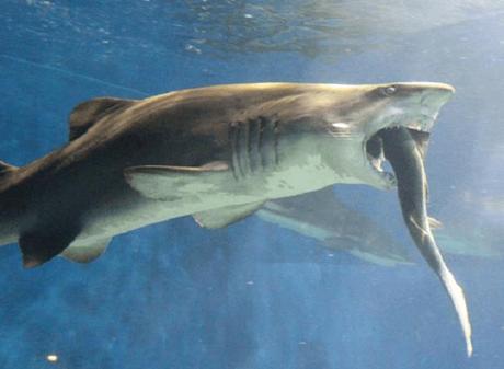 tiburón arenero se traga un tiburón de puntas blancas