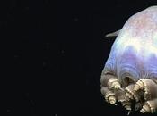 extraordinarios GIFs animados raras criaturas marinas