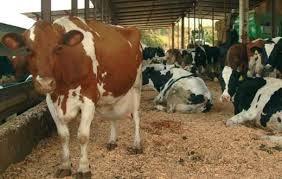 idea+negocio+ganaderia