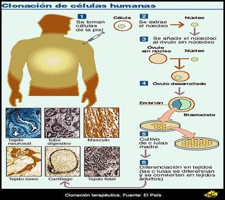 Nueva clonación terapéutica. A la tercera… Nueva clonación terapéutica. A la tercera…