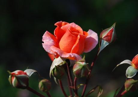 DÍA DE LA MADRE, FELIZ!