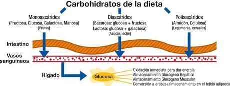 Carbohidratos simples,carbohidratos complejos y fibra dietética