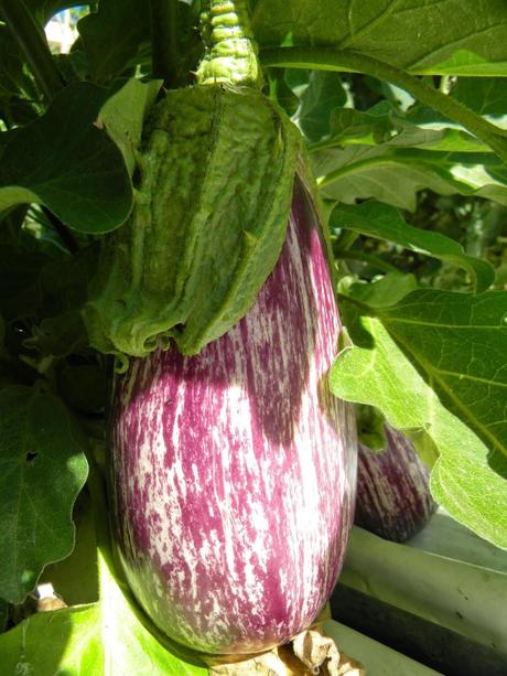 Cultivo de berenjena: