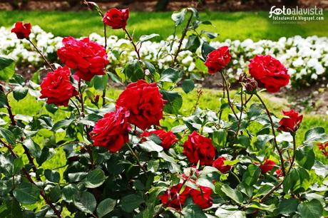 Rosas para una madre