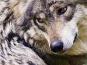 Animal peligro extinción: Lobo gris mexicano (Canis lupus baileyi)