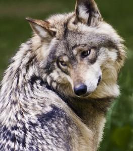 1309080400 mexicanwolf 264x300 Animal en peligro de extinción: Lobo gris mexicano (Canis lupus baileyi)