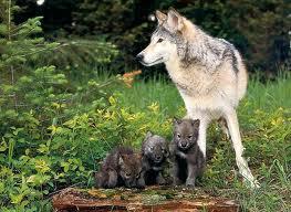 índice Animal en peligro de extinción: Lobo gris mexicano (Canis lupus baileyi)