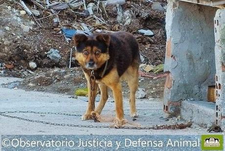 Alerta Animal