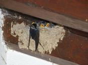 Echamos menos Golondrinas