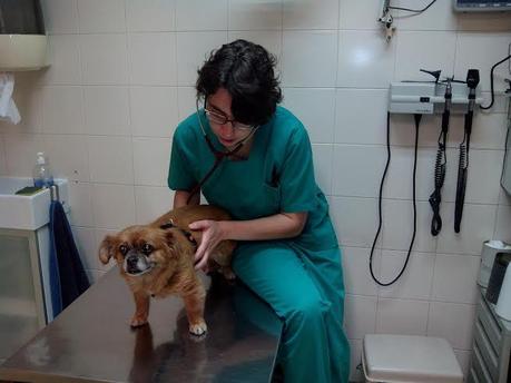 Entrevista a Mónica Sáez, especialista en veterinaria y educación canina