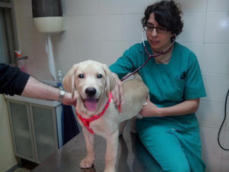 Entrevista a Mónica Sáez, especialista en veterinaria y educación canina