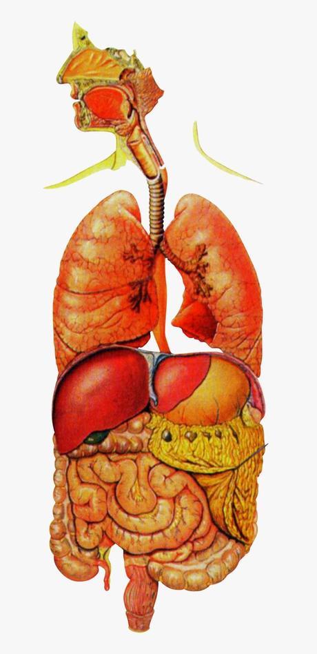 ¿Es sano tomas pastillas para ir al baño?