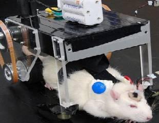 IMPLANTAN EL CEREBRO DE UN CYBORG EN UNA RATA