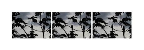 Los haikús visuales de Leticia Kamada Haikai Fotografico