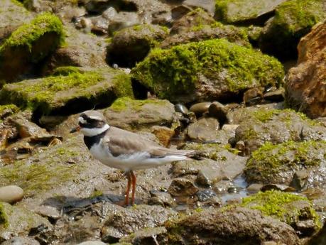 Limícolas en las rocas