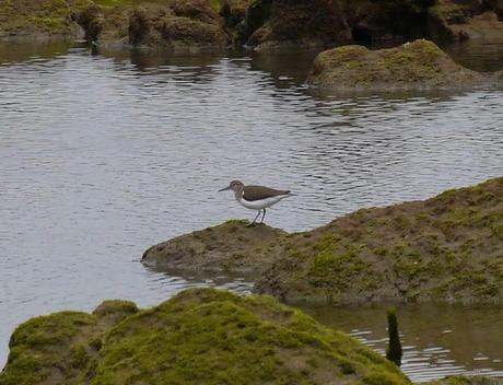 Limícolas en las rocas