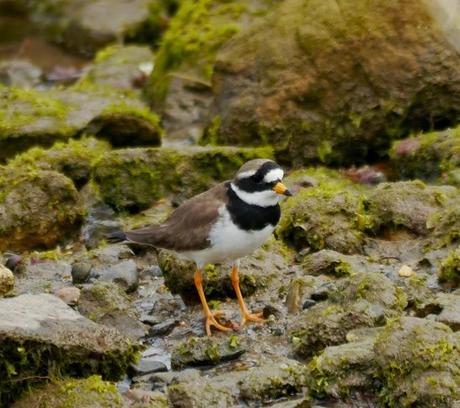 Limícolas en las rocas