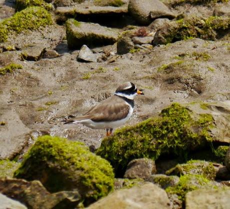 Limícolas en las rocas
