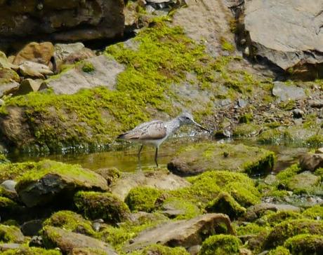 Limícolas en las rocas