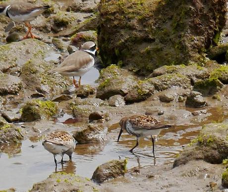 Limícolas en las rocas