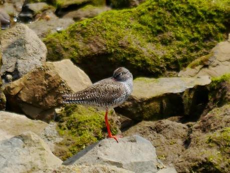 Limícolas en las rocas