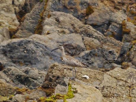 Limícolas en las rocas