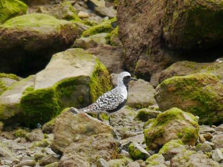 Limícolas en las rocas