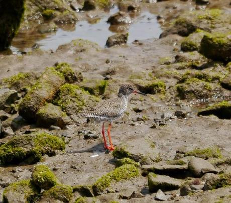 Limícolas en las rocas