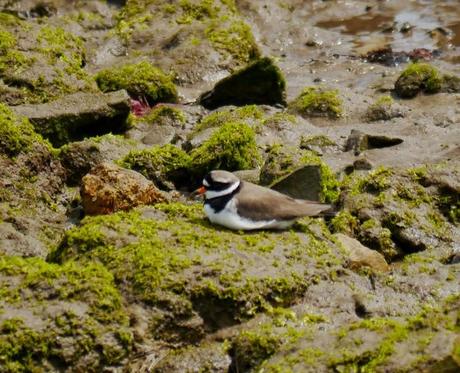 Limícolas en las rocas