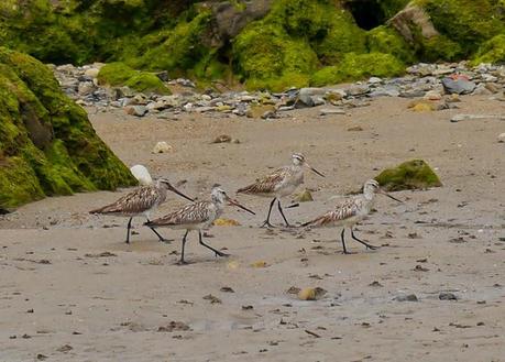 Limícolas en las rocas