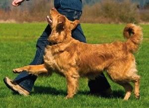 Reto del mes #3: enseñar al perro el JUNTO