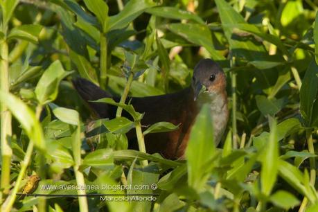 Burrito común (Rufous-side Crake) Laterallus melanophaius