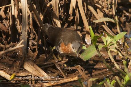 Burrito común (Rufous-side Crake) Laterallus melanophaius