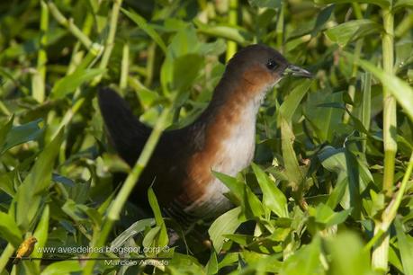 Burrito común (Rufous-side Crake) Laterallus melanophaius