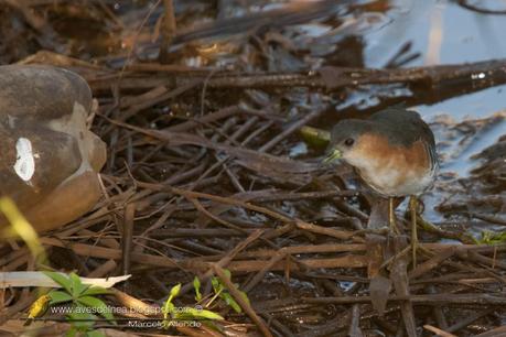Burrito común (Rufous-side Crake) Laterallus melanophaius