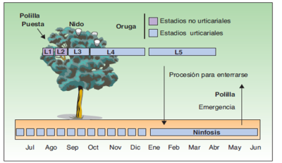 Ciclo biológico anual de la polilla procesionaria del pino (Thaumetopoea pityocampa). Tomado de Vega et al., 2011.