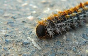 Los pelos de las orugas by Angel T Flikr