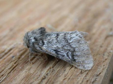 Adulto de T. pityocampa (Créditos dhobern Flikr)