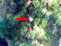 Nido de T. pityocampa.