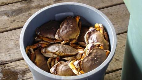 LA ENVIDIA EXPRESADA CON EL SINDROME DEL CUBO DE CANGREJOS !!