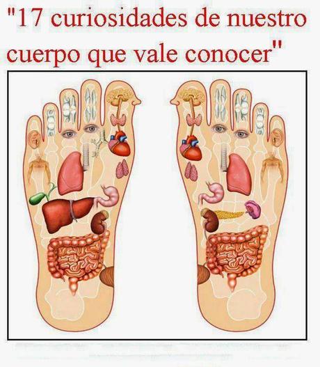CURIOSIDADES DE NUESTRO CUERPO! Trucos y más...