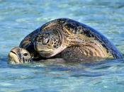 Sexo animal: ¿Cómo hacen tortugas marinas?