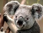 Koala El Consumidor, esa especie rara avis