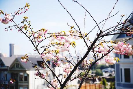 San_Francisco-Road_Trip_California-Alamo_Square-Collaege_Vintage-5