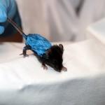 Descubren que la piel ‘habla’ con el hígado