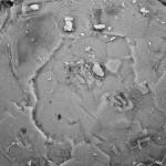 Descubren más de 140 embriones fósiles de hace 500 millones de años 